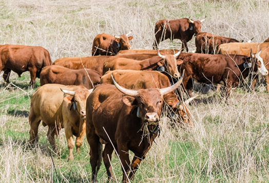 Cattle
