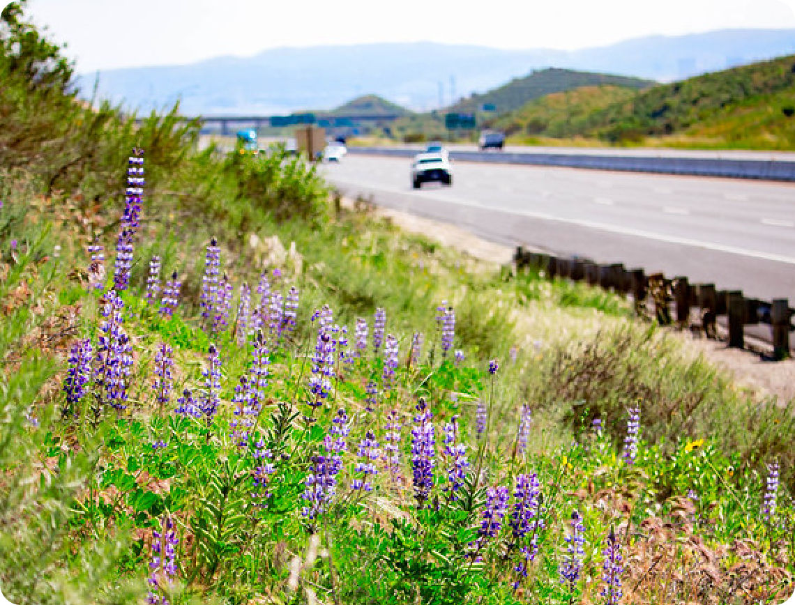 Flowers on the side of The Toll Roads